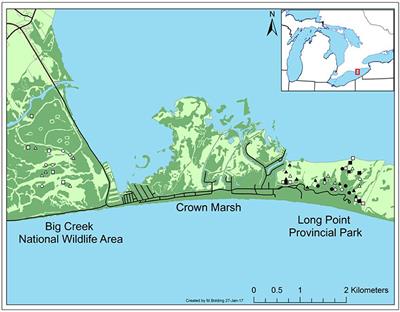 Significant Increase in Nutrient Stocks Following Phragmites australis Invasion of Freshwater Meadow Marsh but Not of Cattail Marsh